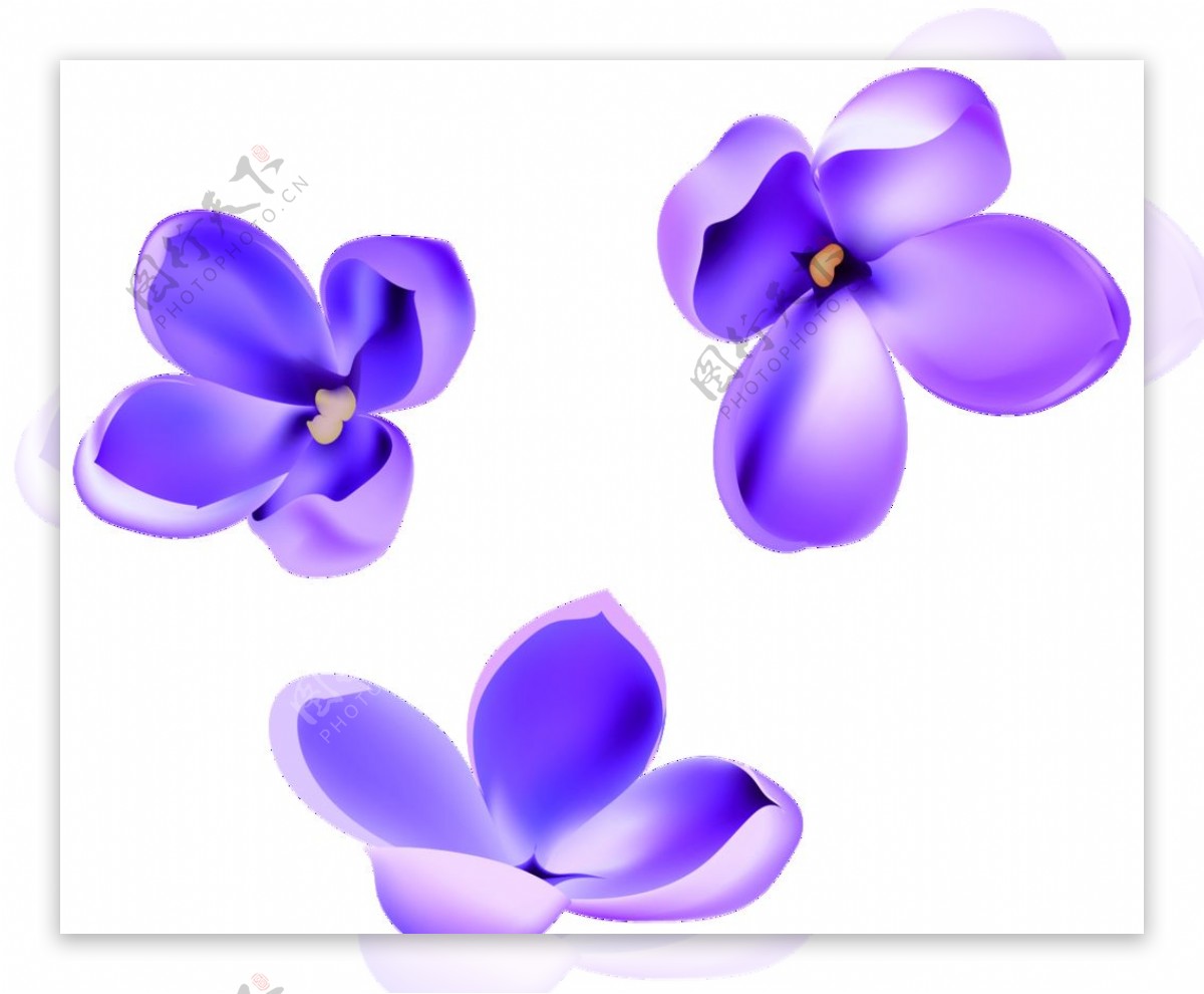 紫丁花