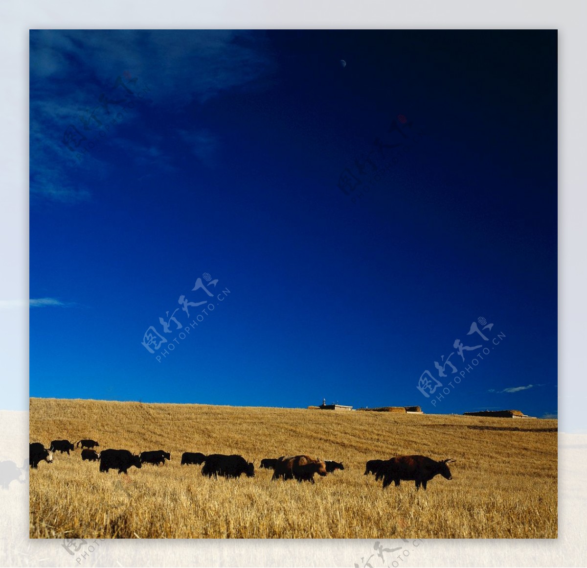 蓝天下的牛群