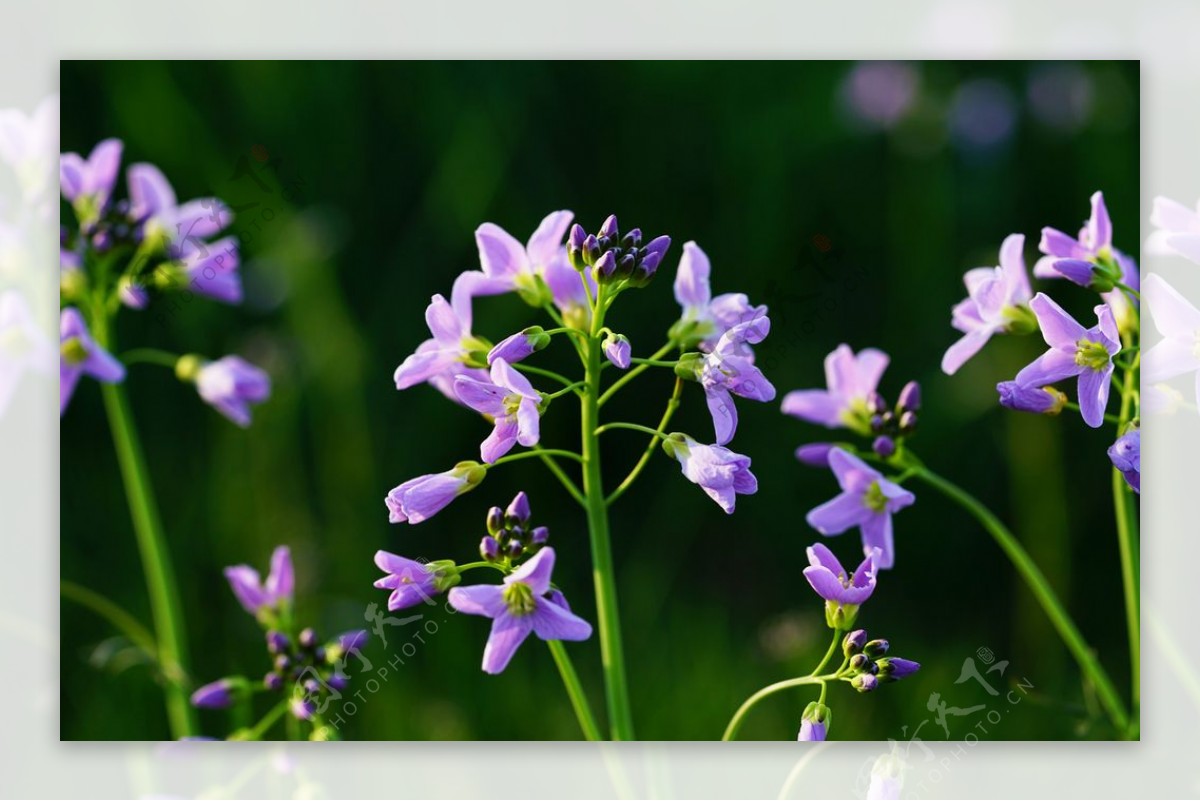 杜鹃花