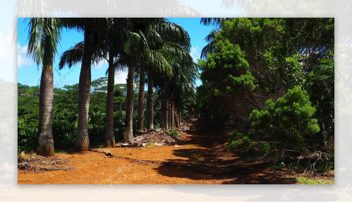 毛里求斯棕榈树