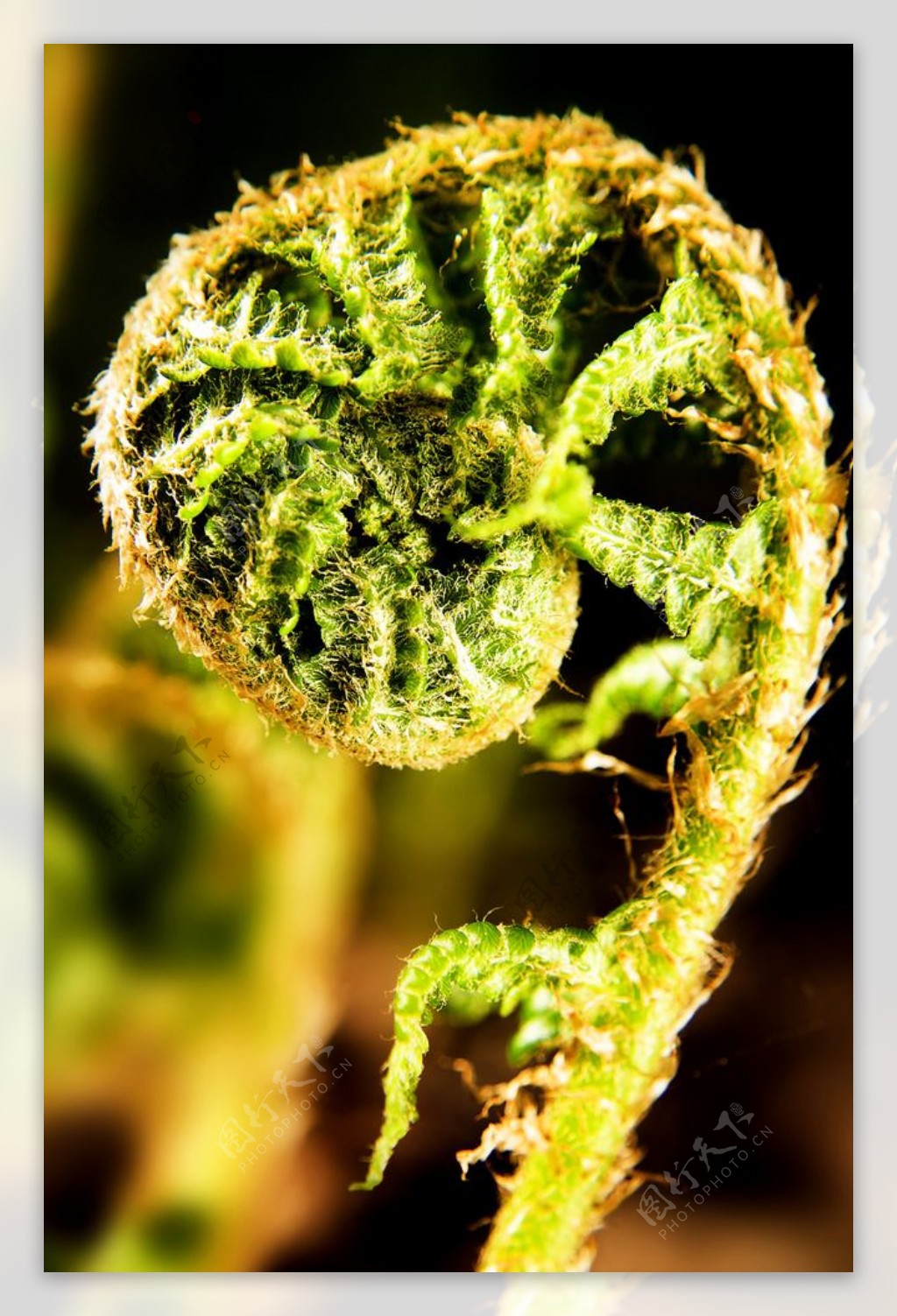 毛菜蕨-中国云南野生蕨类植物彩色图鉴-图片