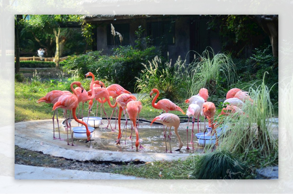 上海动物园火烈鸟