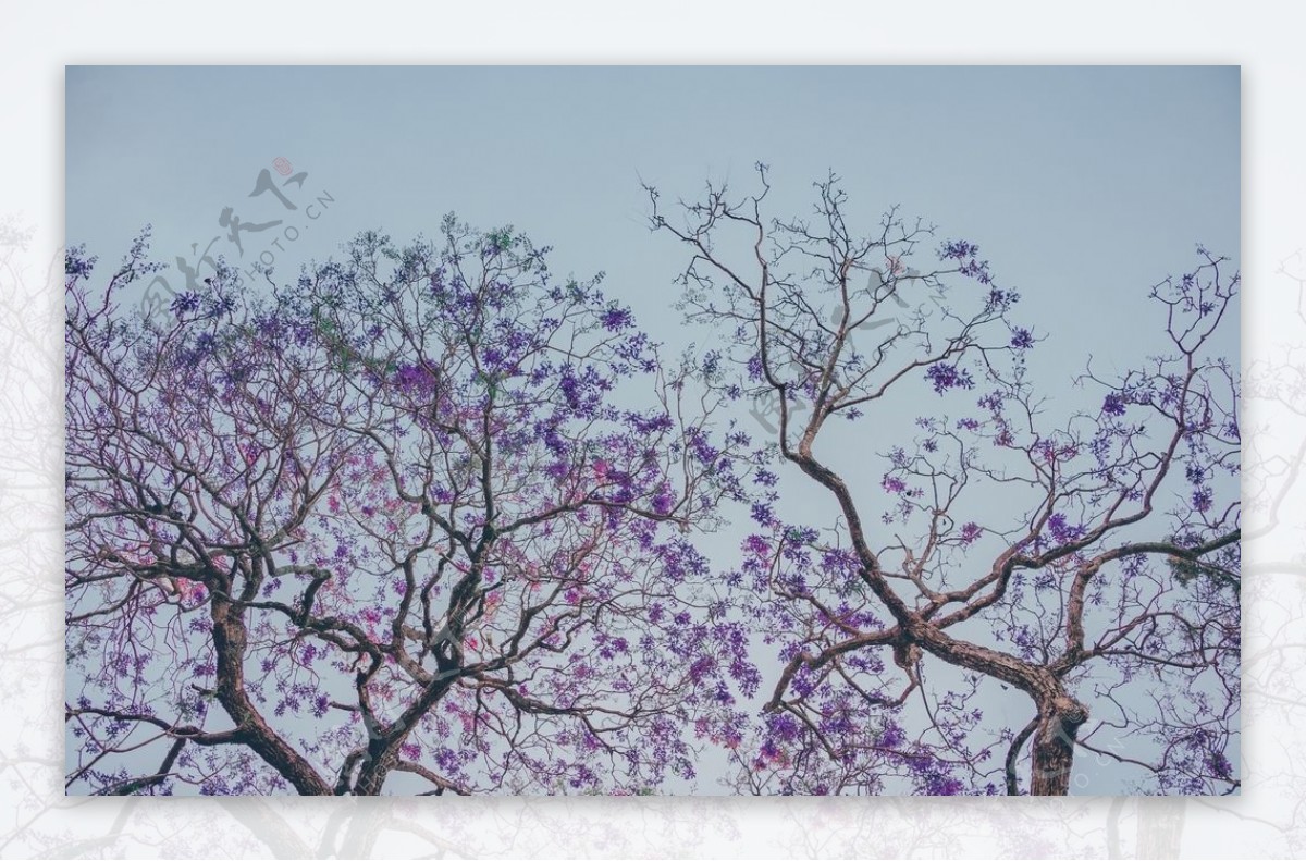 蓝天下的紫色树木