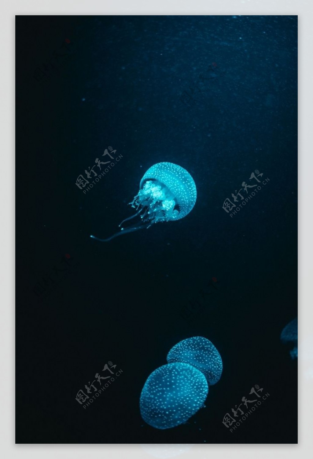 深海透明水母