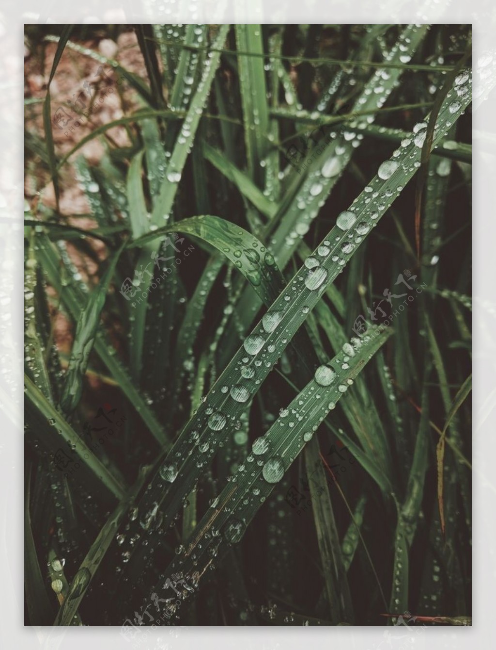 茅草上的雨滴