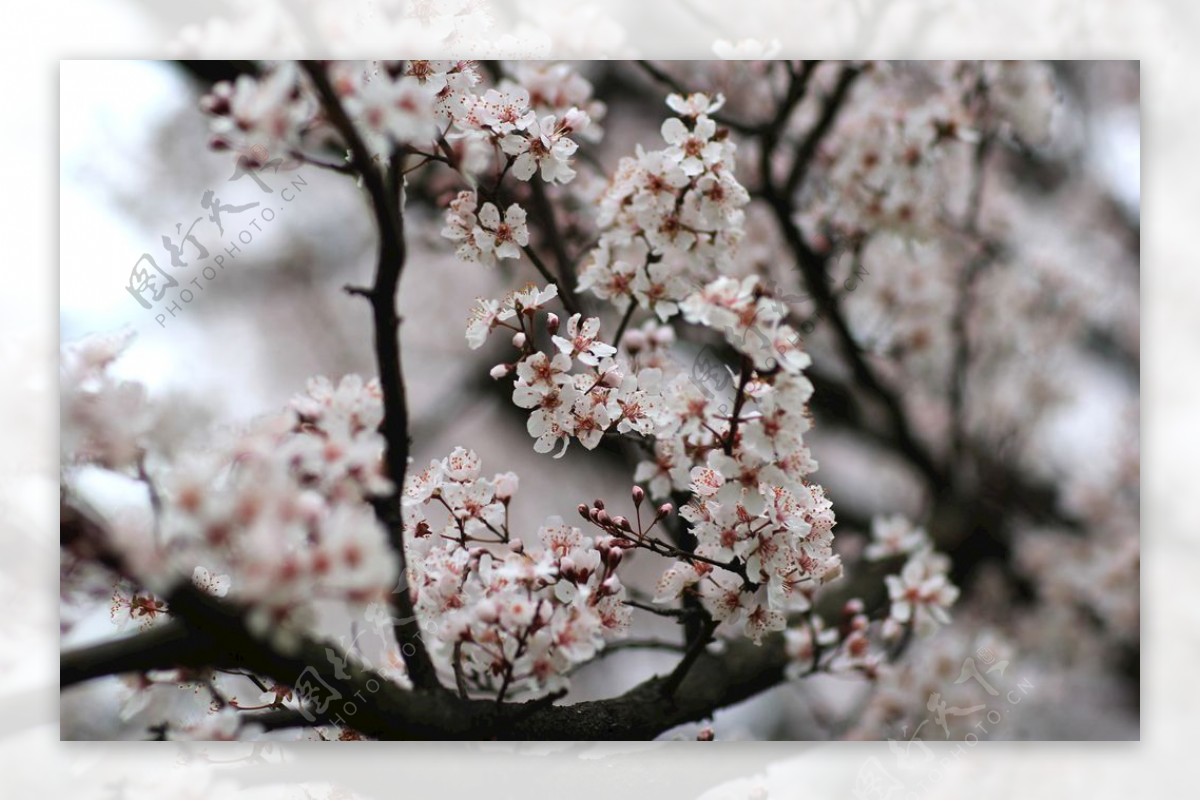 樱花枝