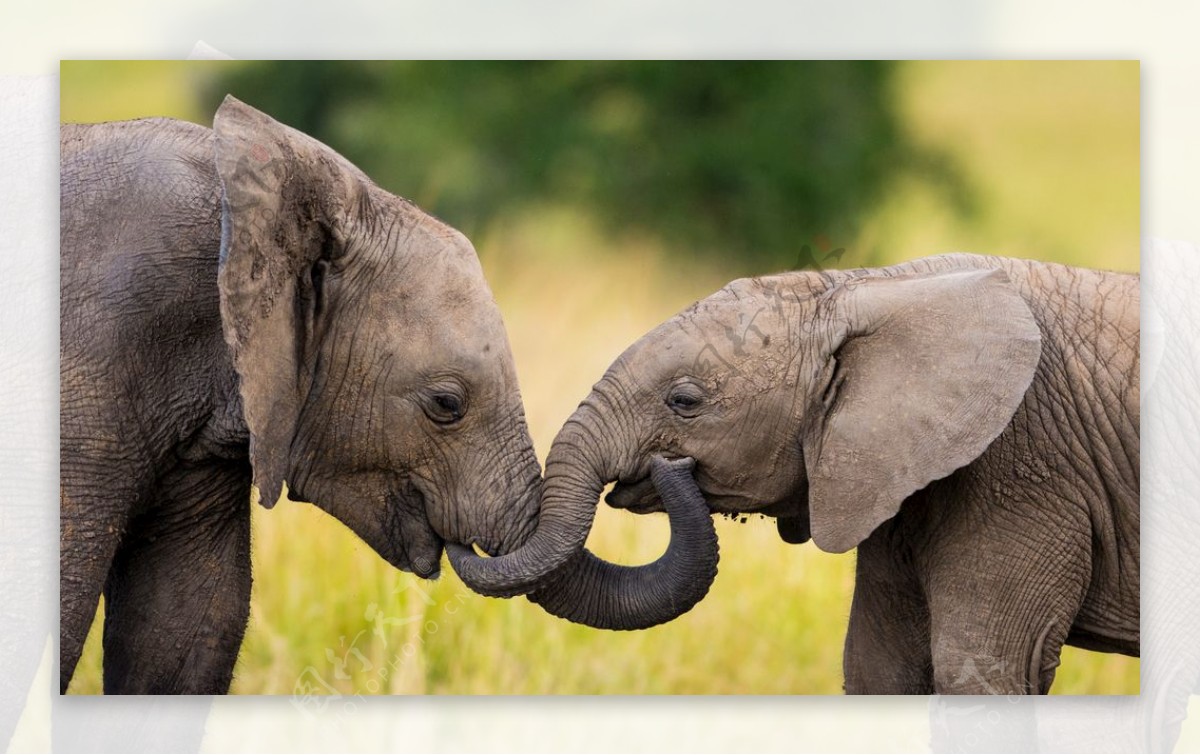 近距离接触的两只大象