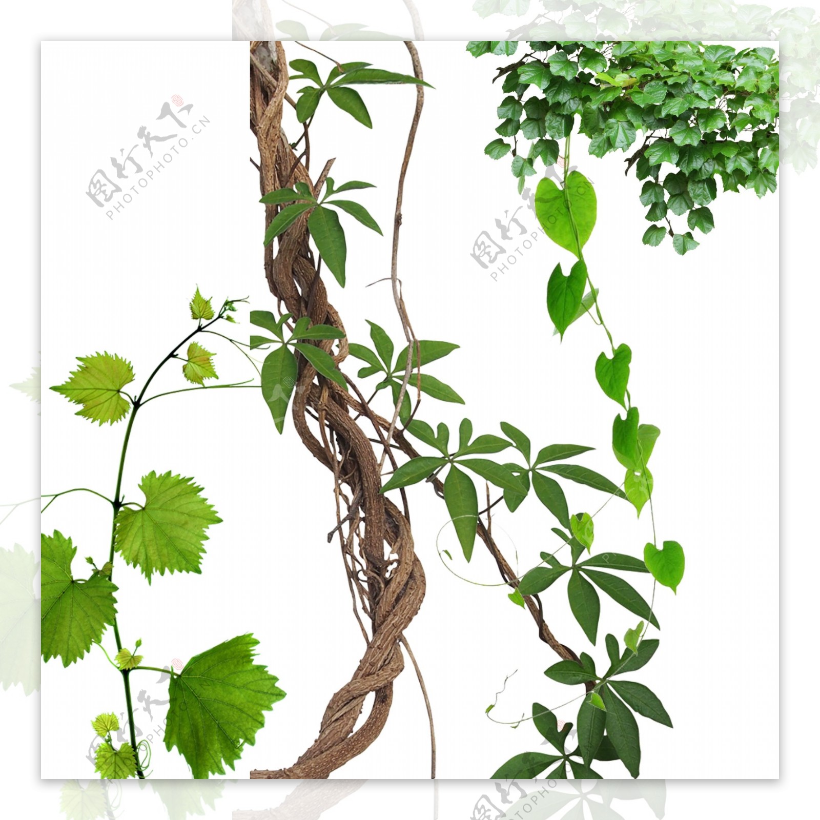 藤蔓植物图案插图(藤蔓、植物、图案、绿叶、背景、叶子、植物、插图)手绘插图_北极熊素材库