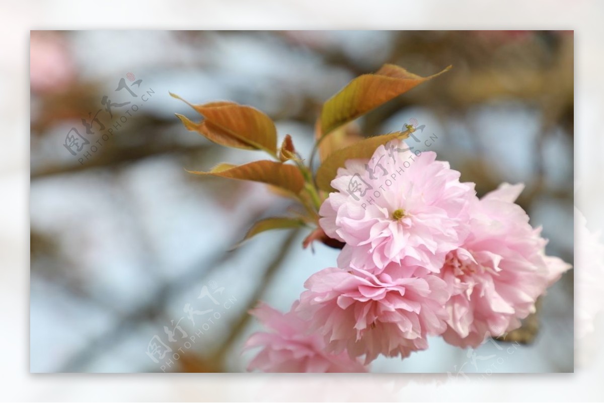 多层樱花