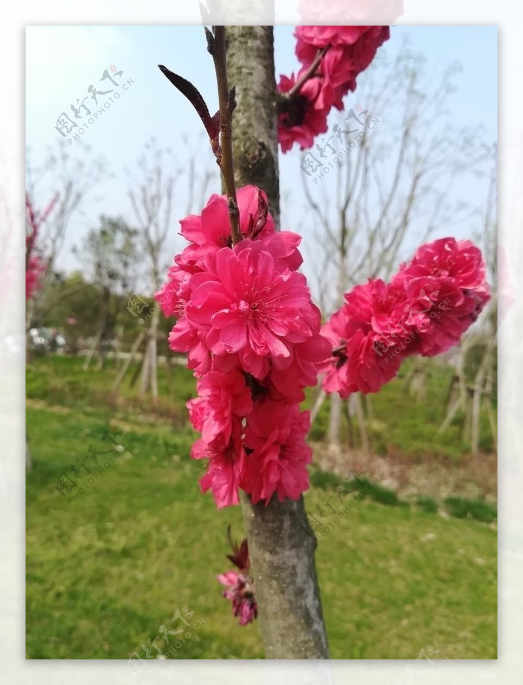 红碧桃春天植物自然鲜花