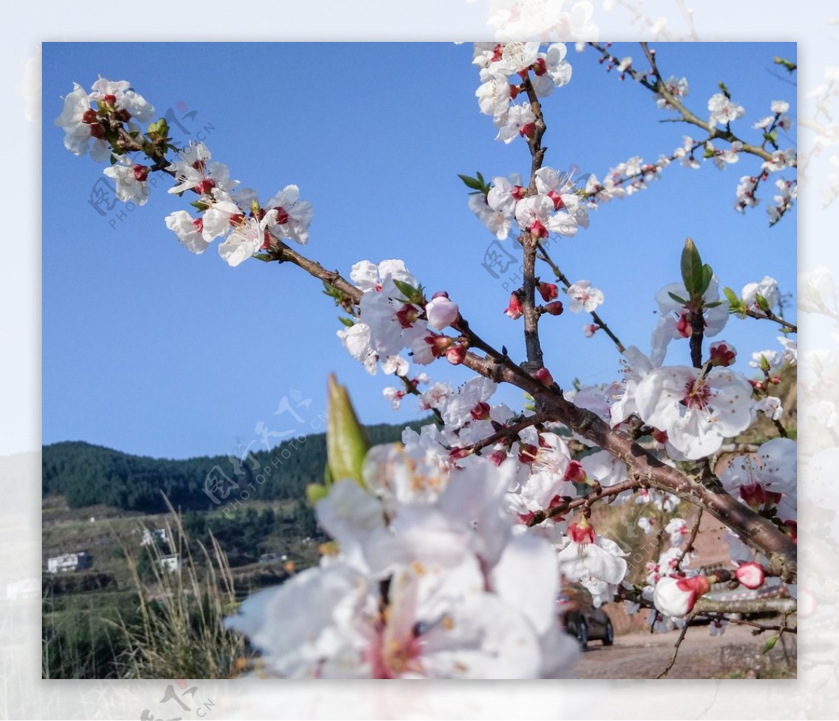 山桃花春天花卉春暖花开