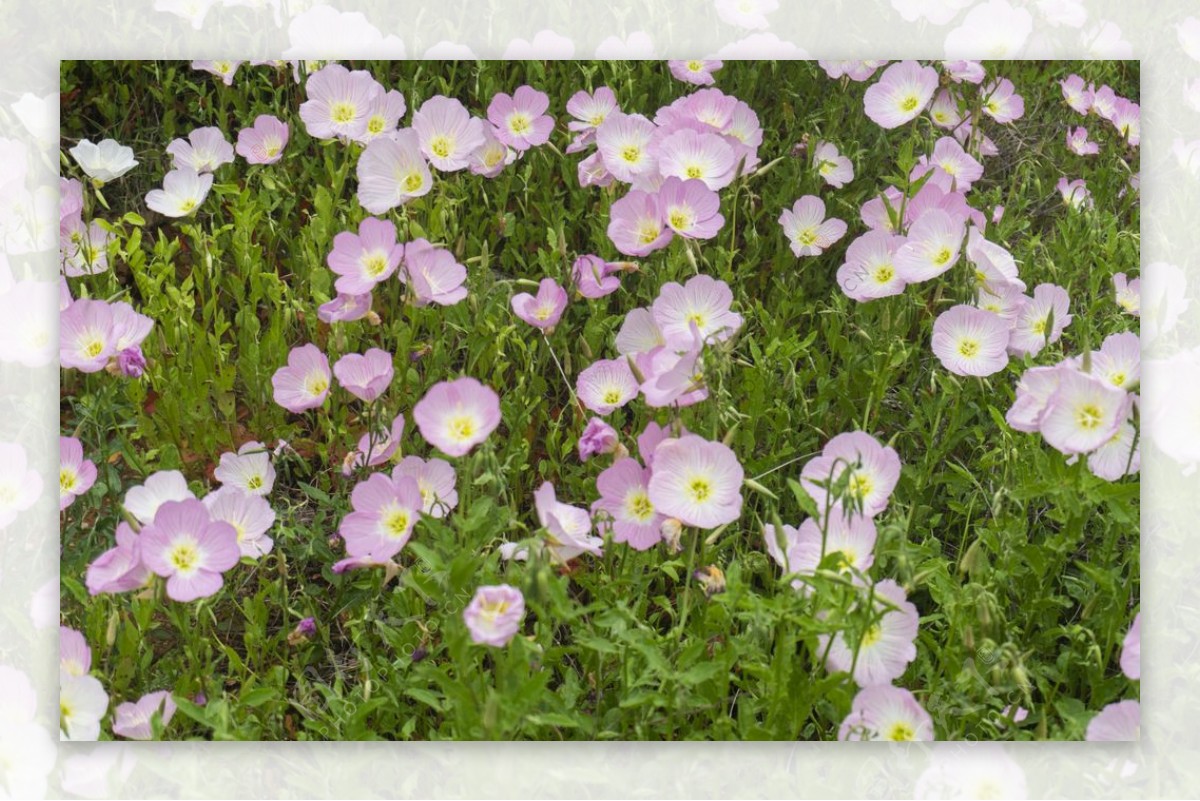 白粉色喇叭花