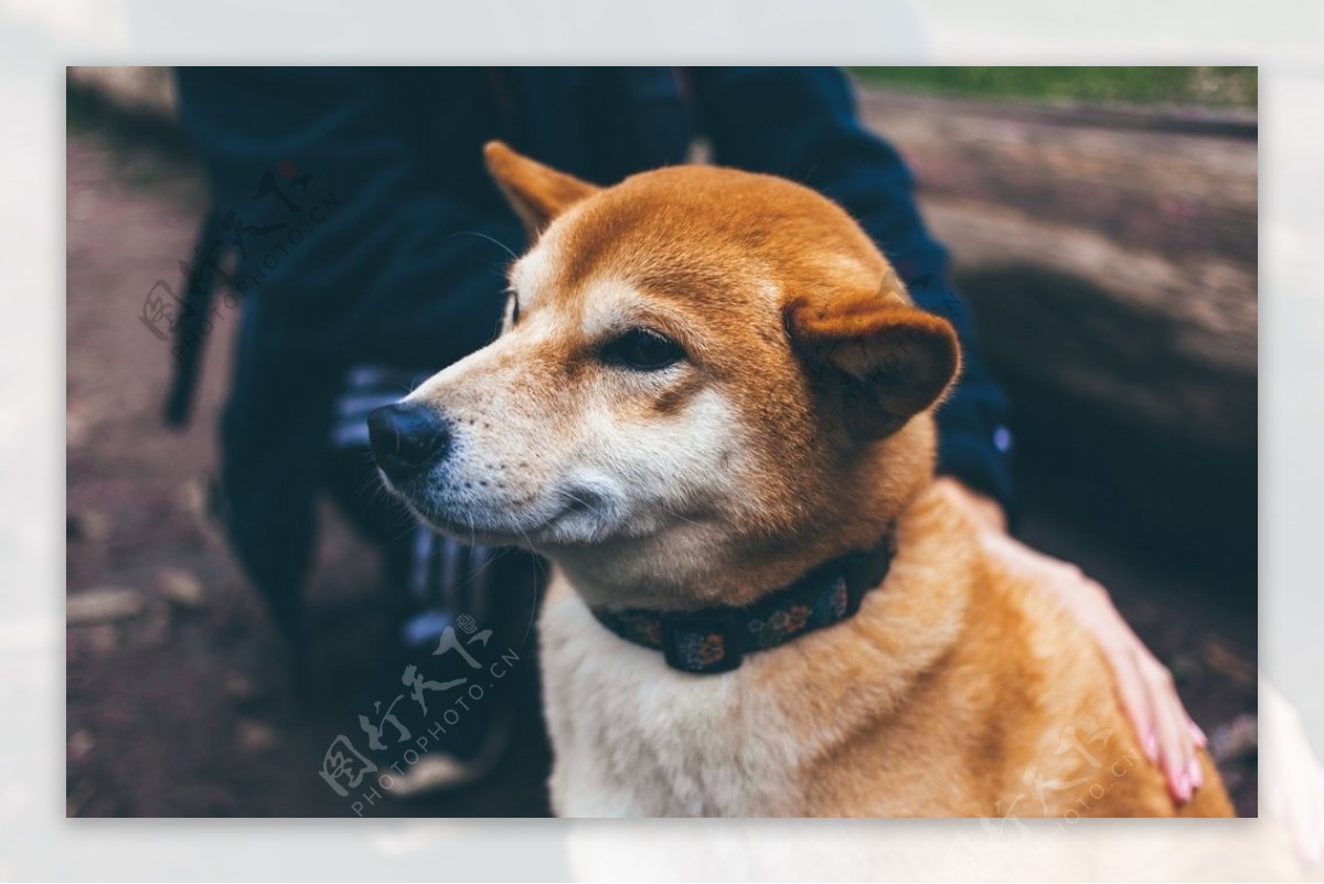 中华田园犬