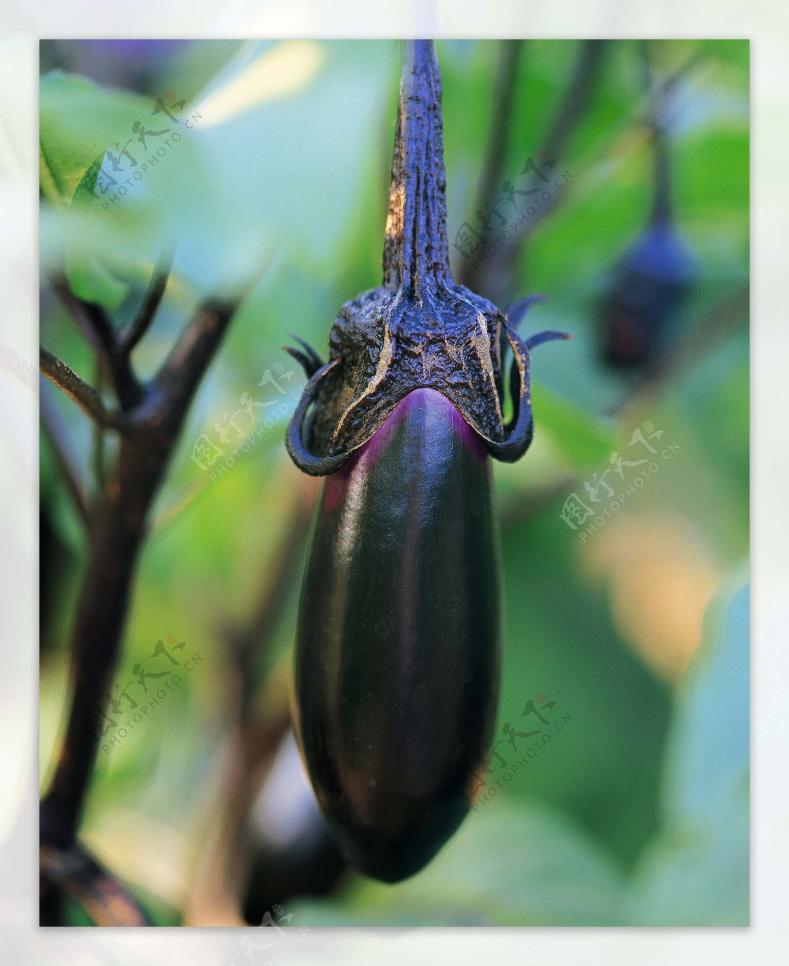 茄子种植生长