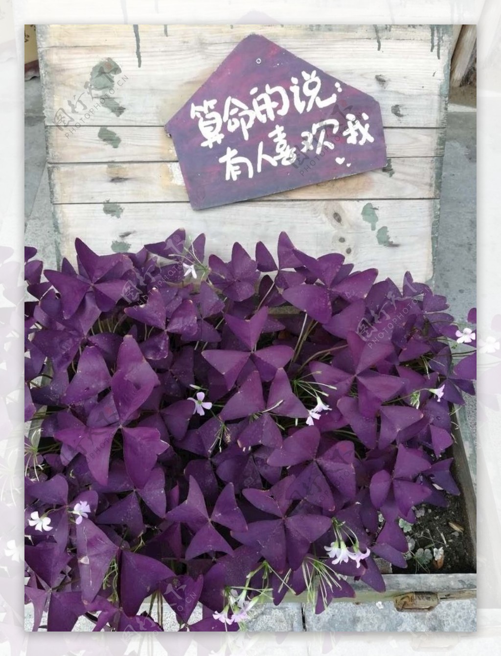 紫色三叶草假花