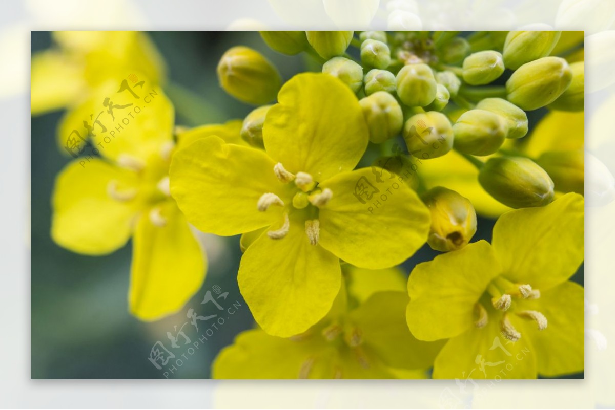 油菜花