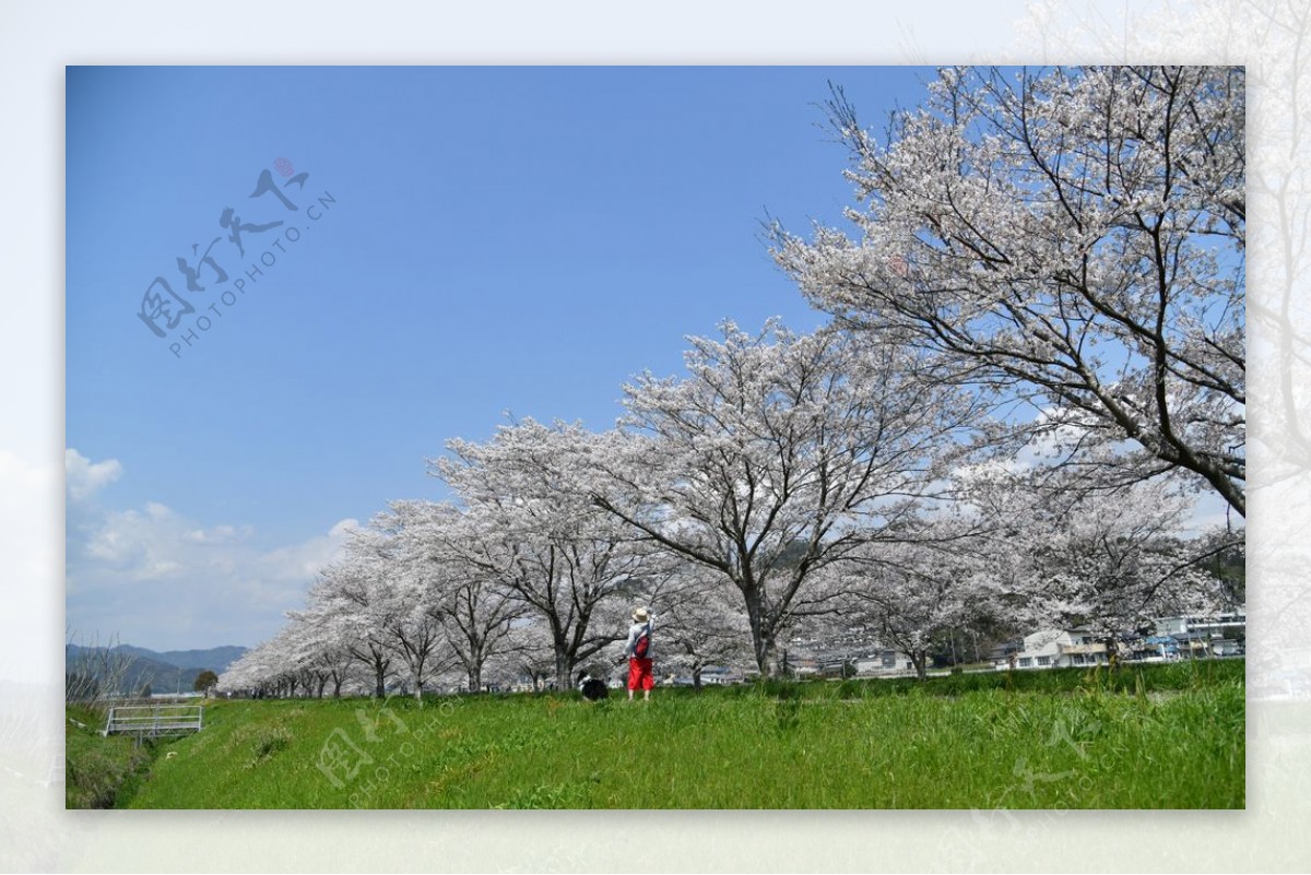 樱花树