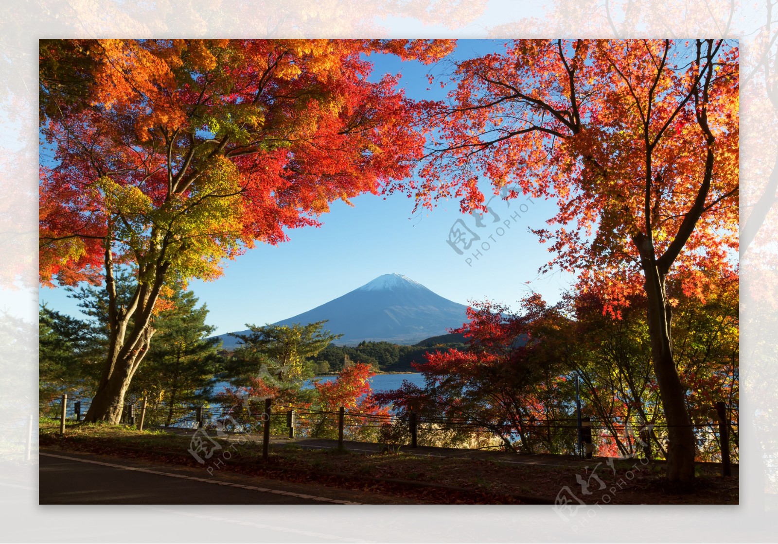 富士山红枫