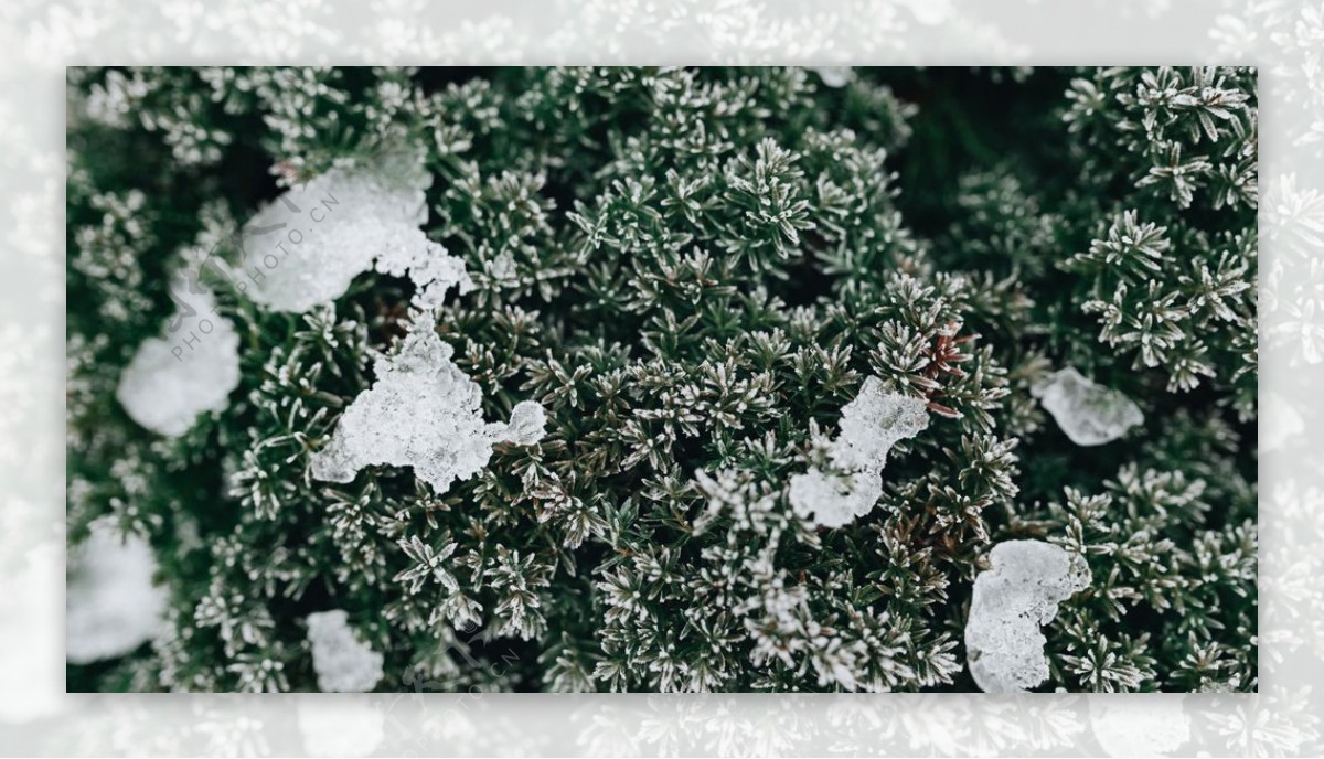 冰雪覆盖的植物