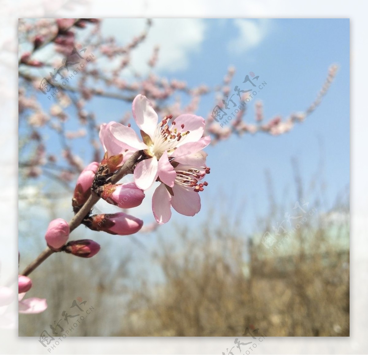 春季桃花开摄影素材