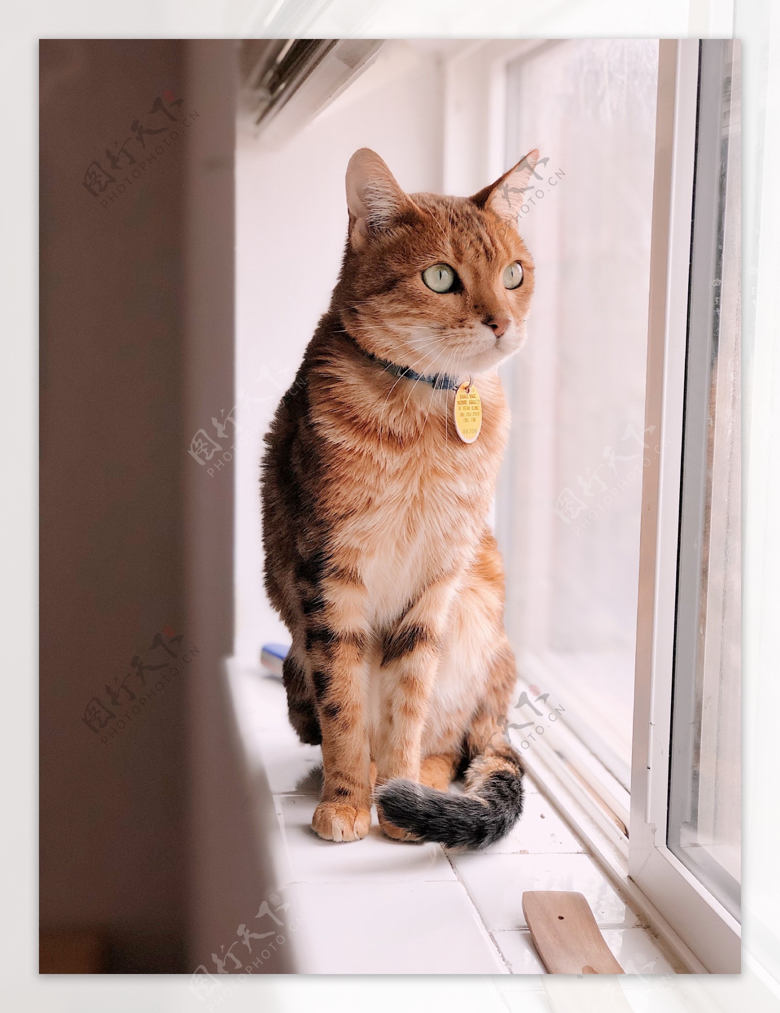 望着窗外的宠物猫
