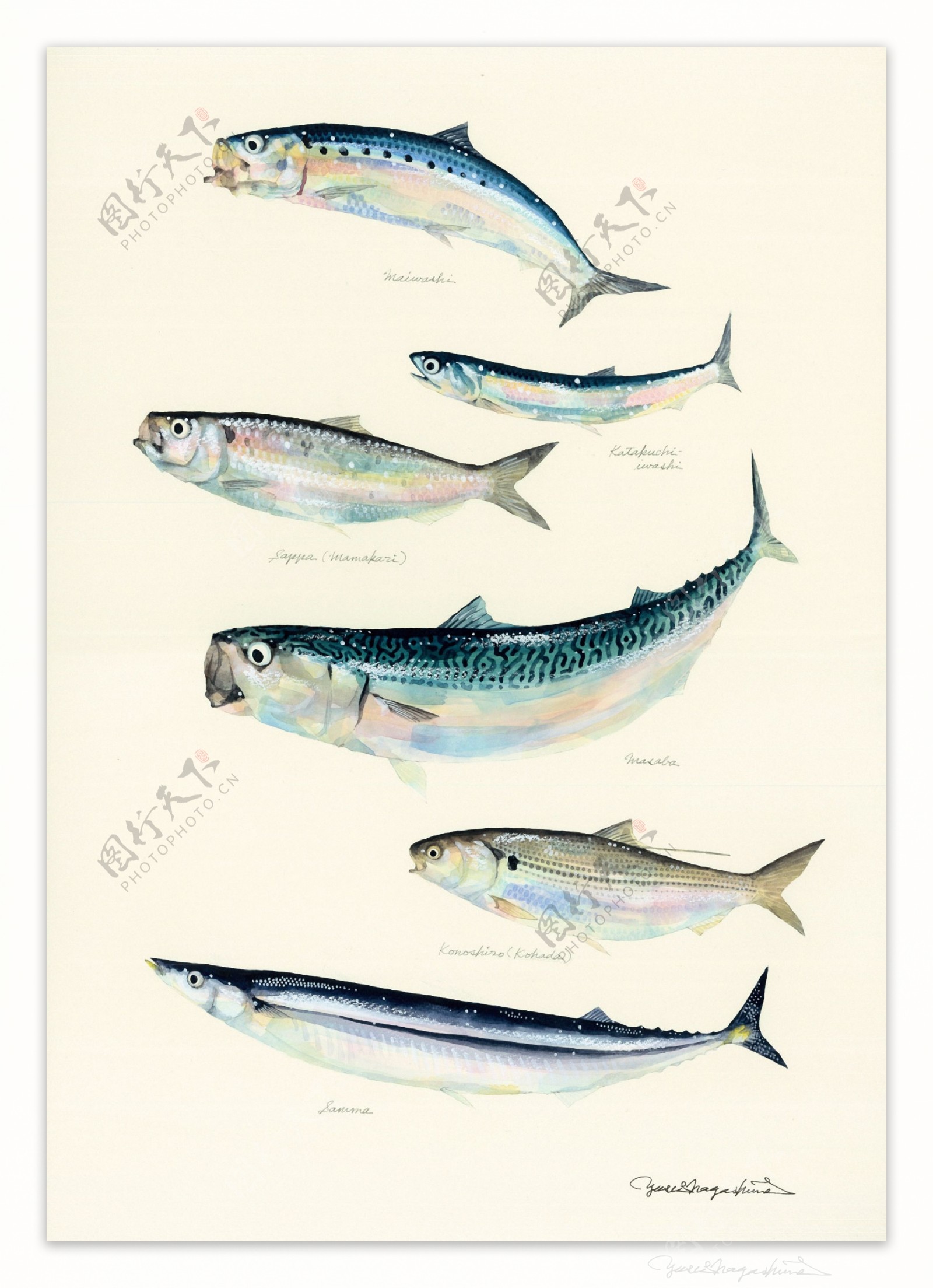 海洋鱼类水彩插画