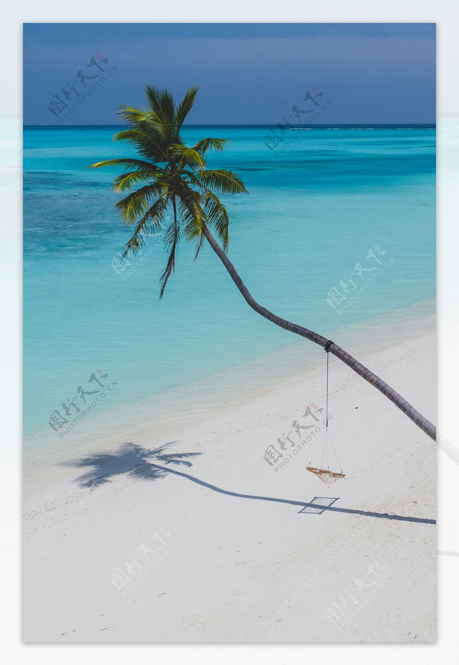 阳光海岸椰子树