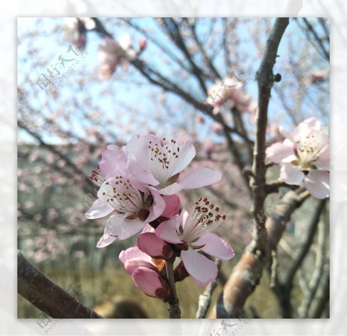 春季桃花开