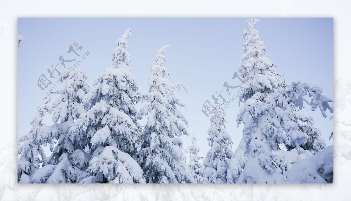 雪后树木森林