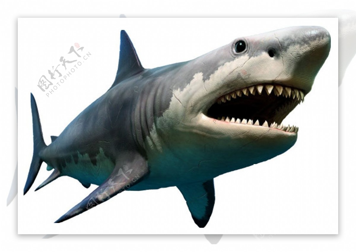 鲨鱼免抠元素