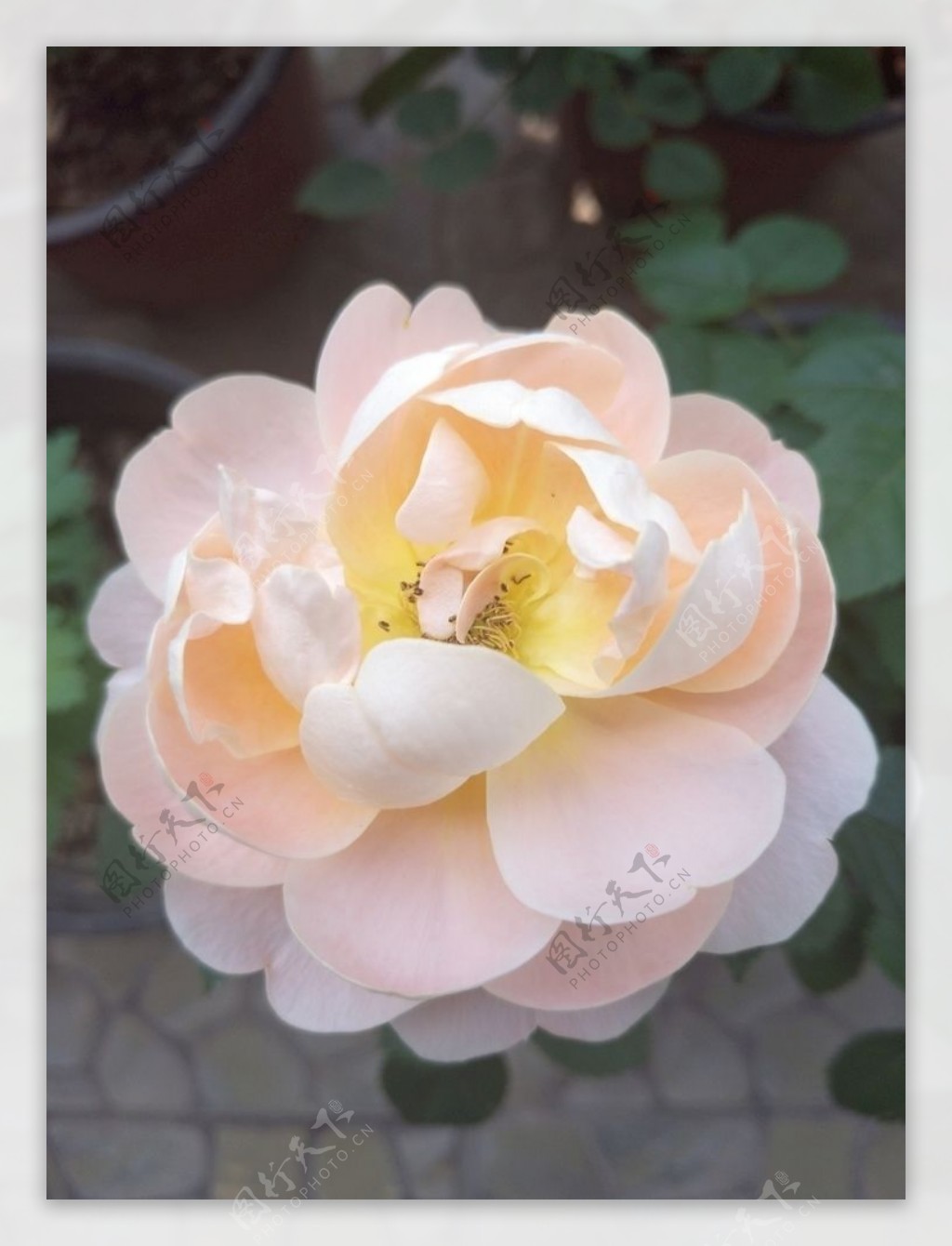 浅粉玫瑰花