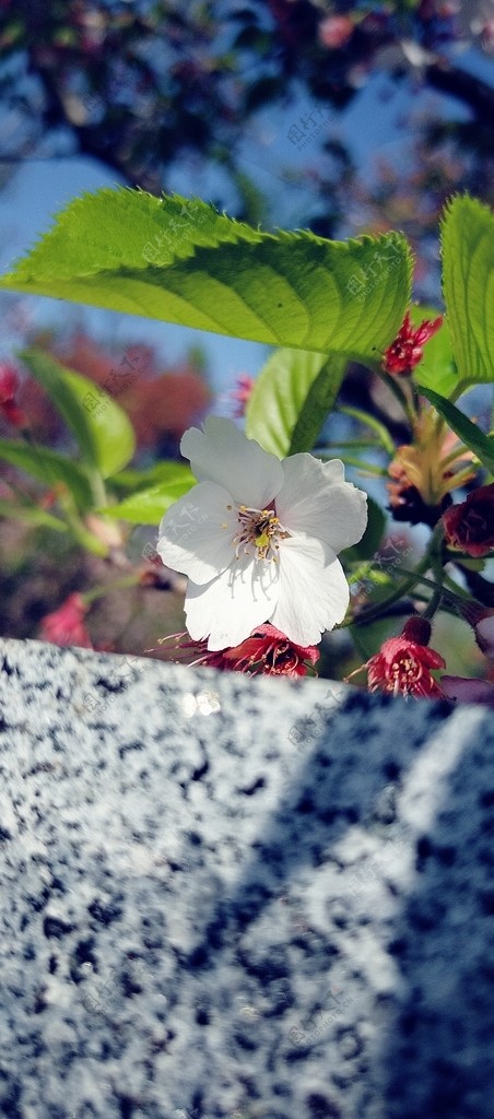白樱花