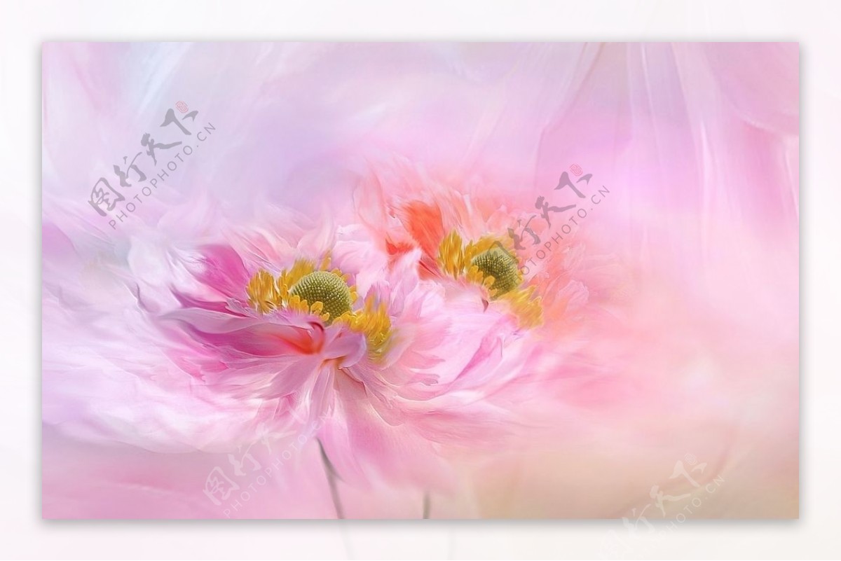 艺术作品绽放的海葵花带粉色的花