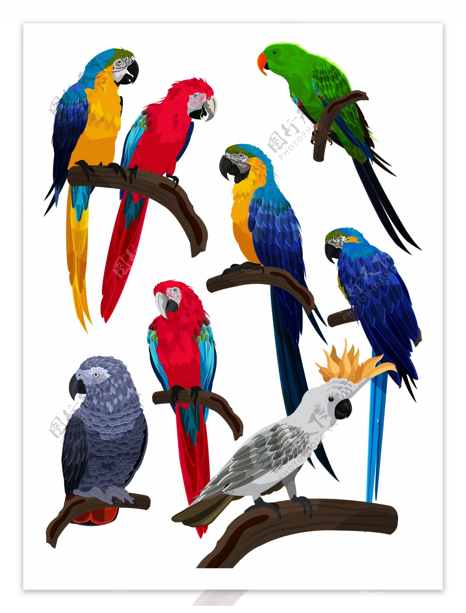 8款彩色鹦鹉设计矢量素材