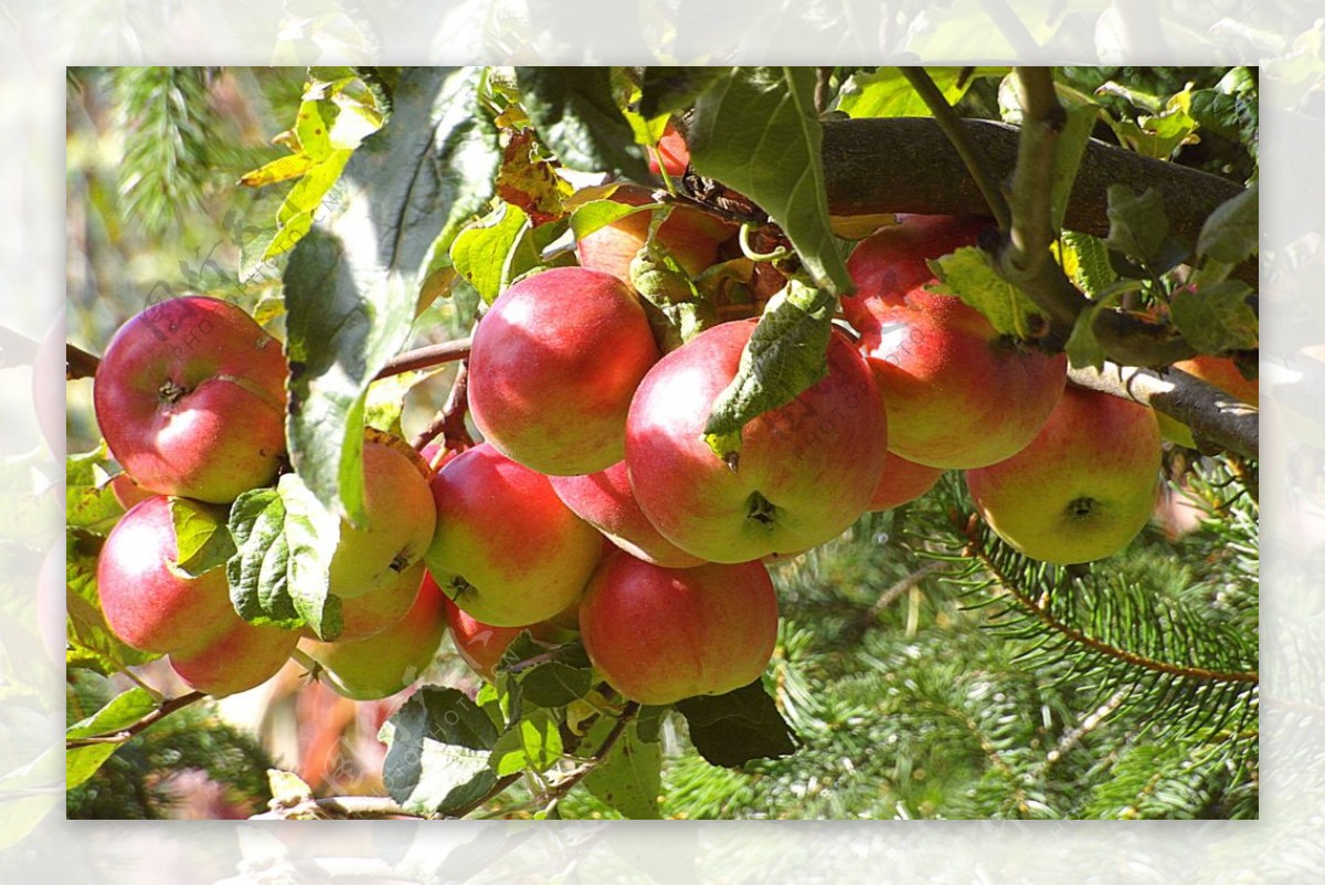 苹果苹果树
