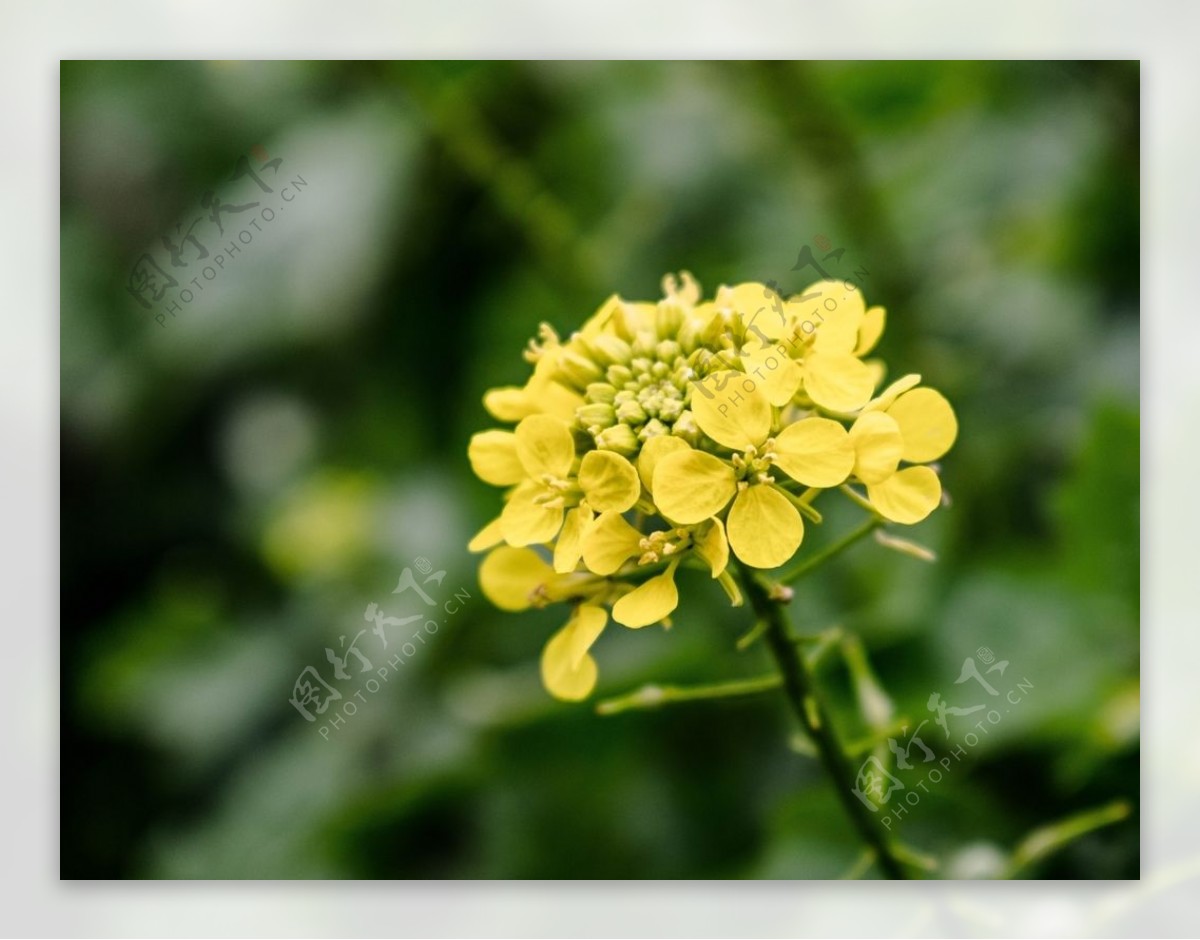 油菜花植物