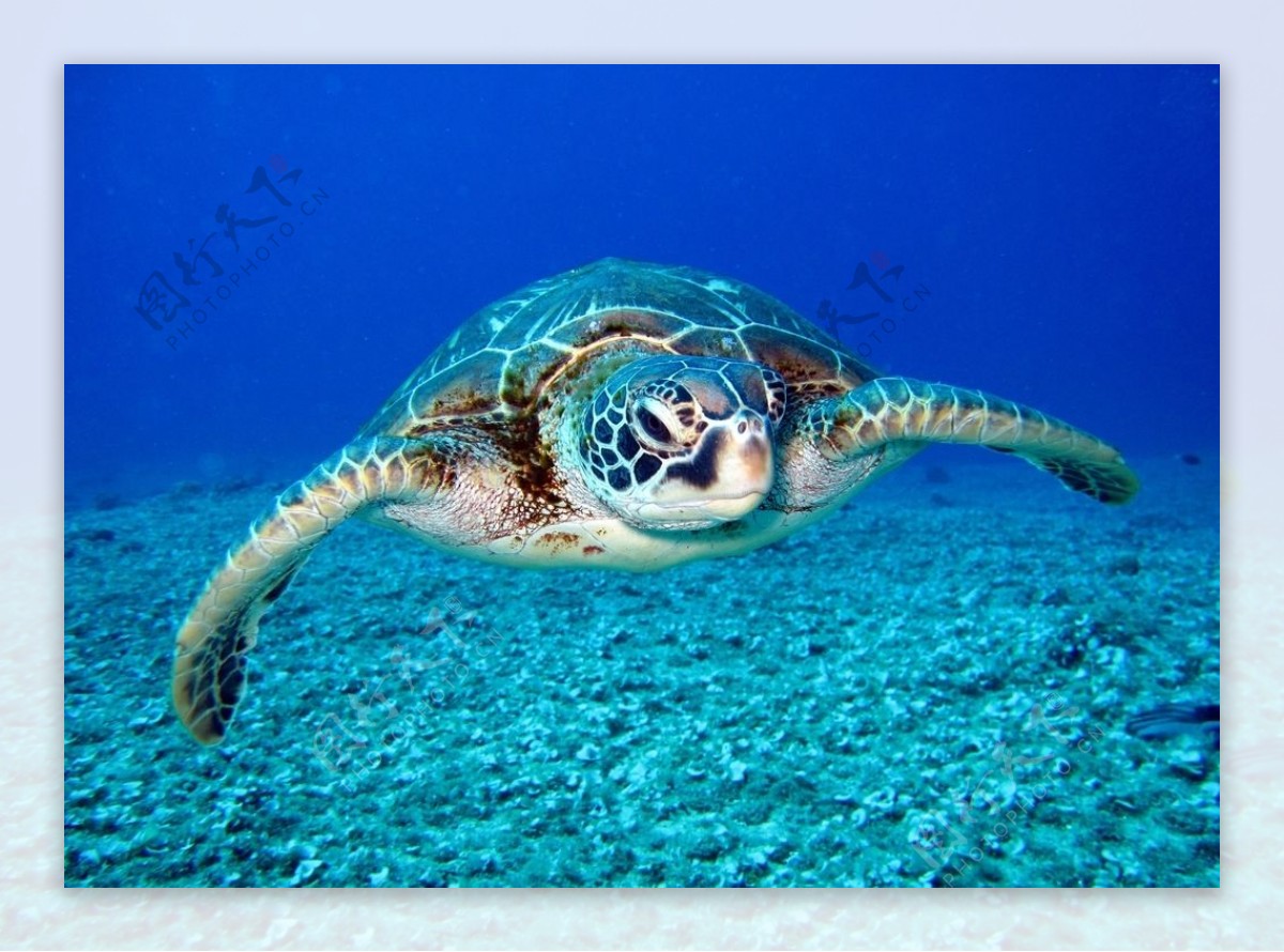海龟海洋生物自然背景素材
