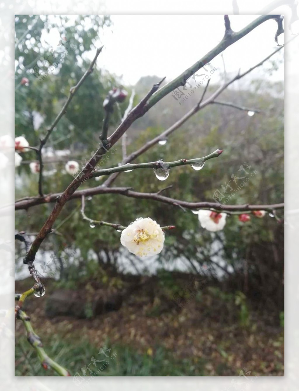 雨后梅花