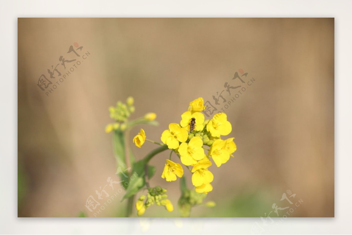 油菜花