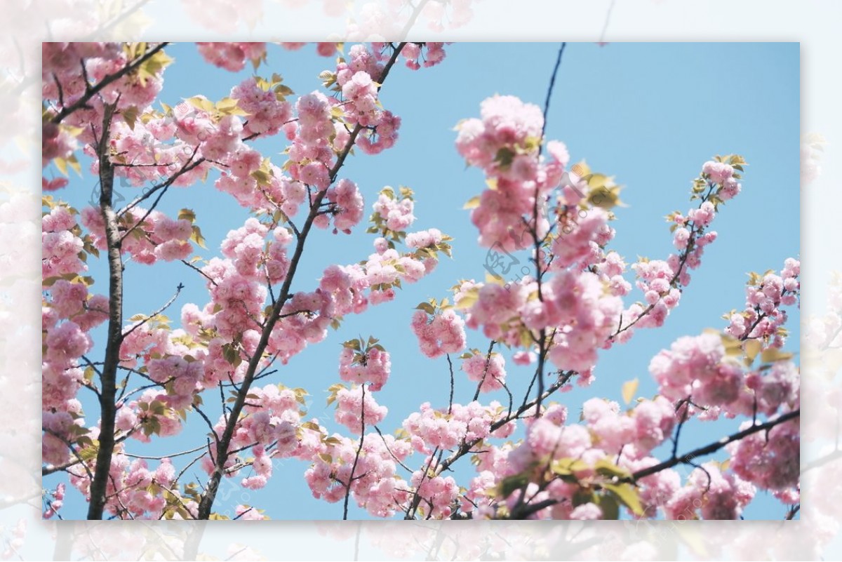 樱花桃花唯美