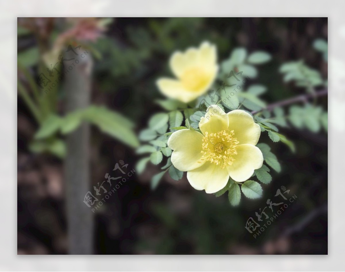 春天黄色花朵迎春花高清摄影图