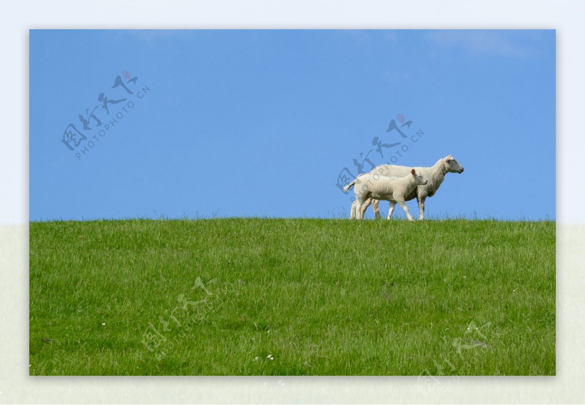 蓝天草地绵羊