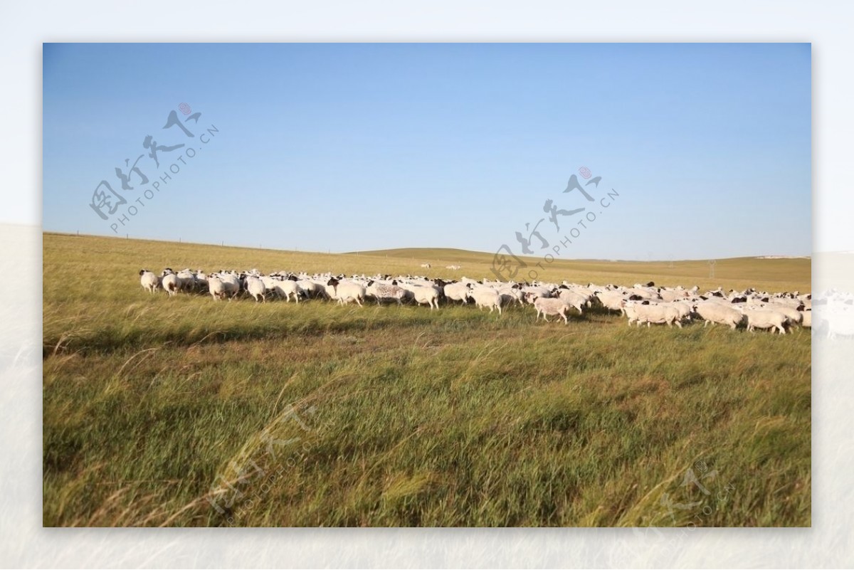 乌珠穆沁羊内蒙大草原