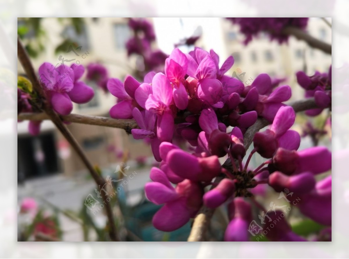 粉紫色丁香花花朵花苞