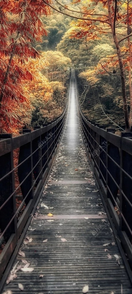 枫叶木桥
