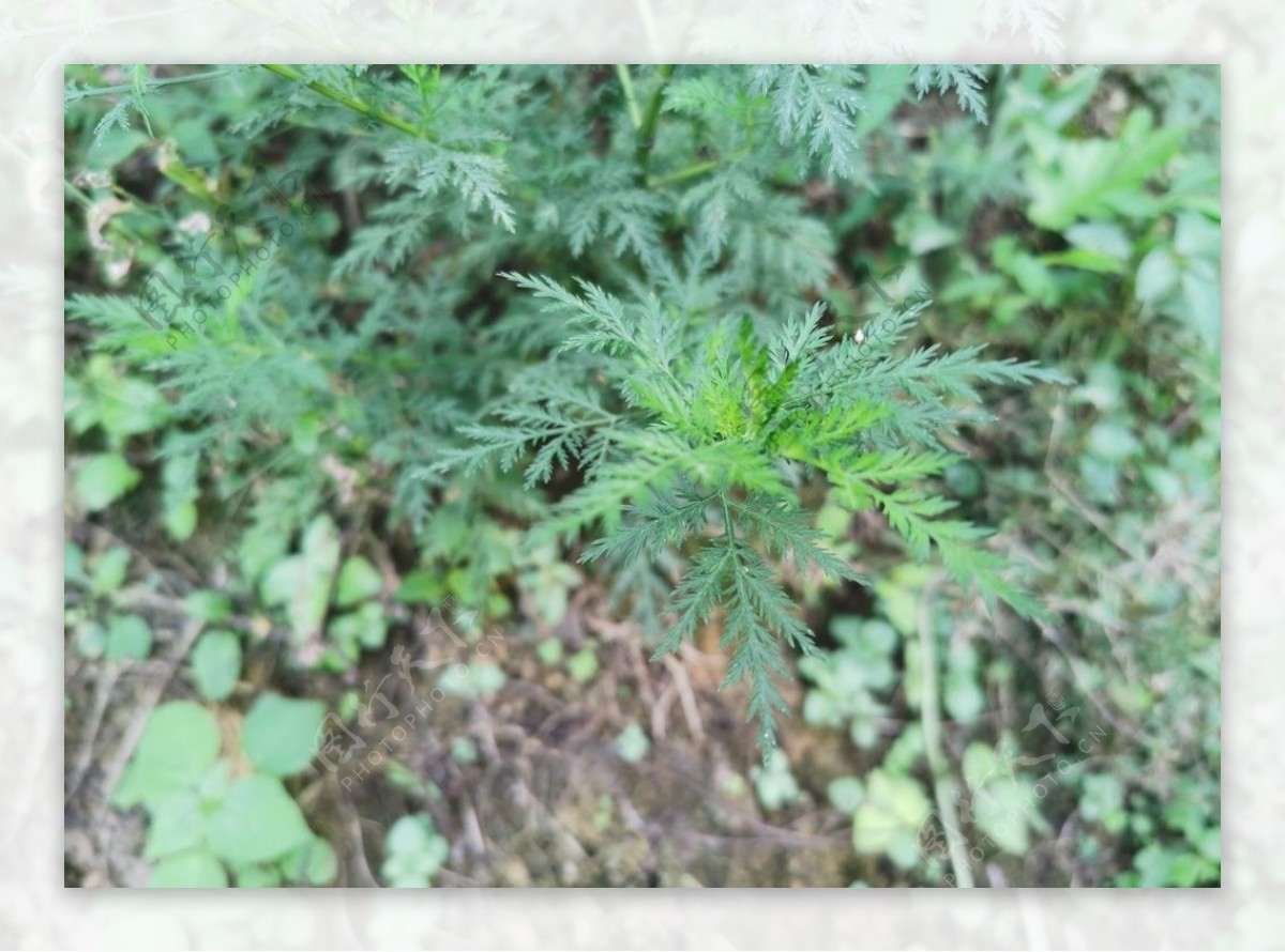 茵陈蒿-中国民间生草药-医学