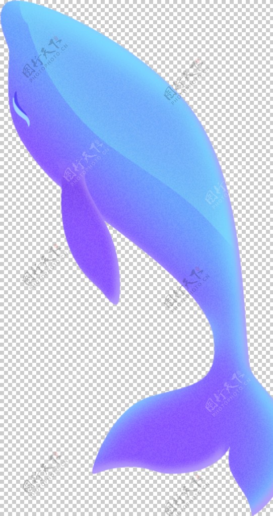 海豚鲸鱼