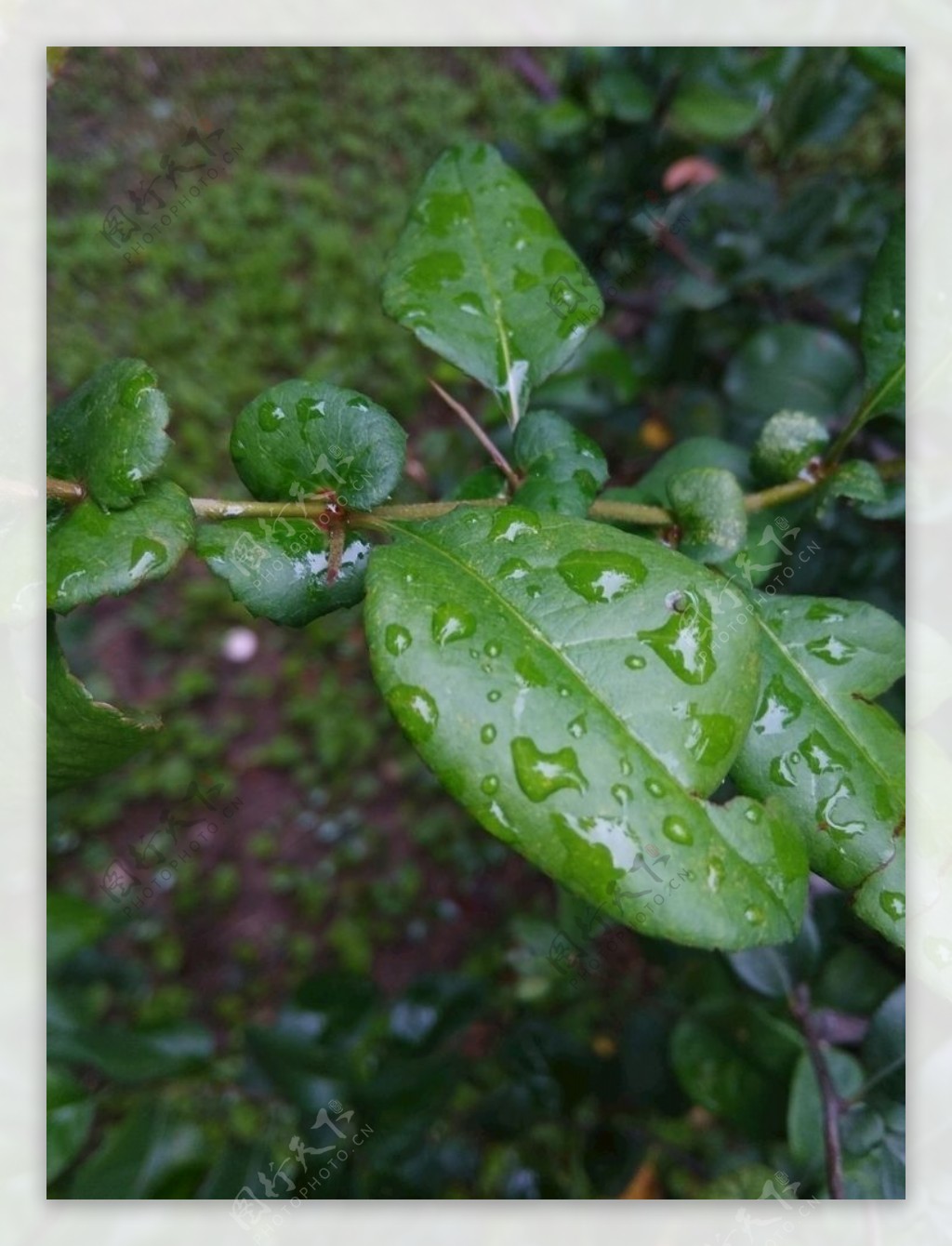 叶子上的雨滴