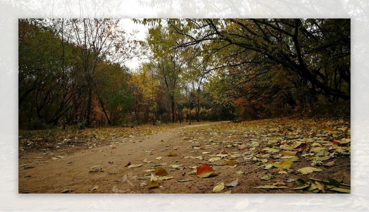 秋天的森林小路和落叶