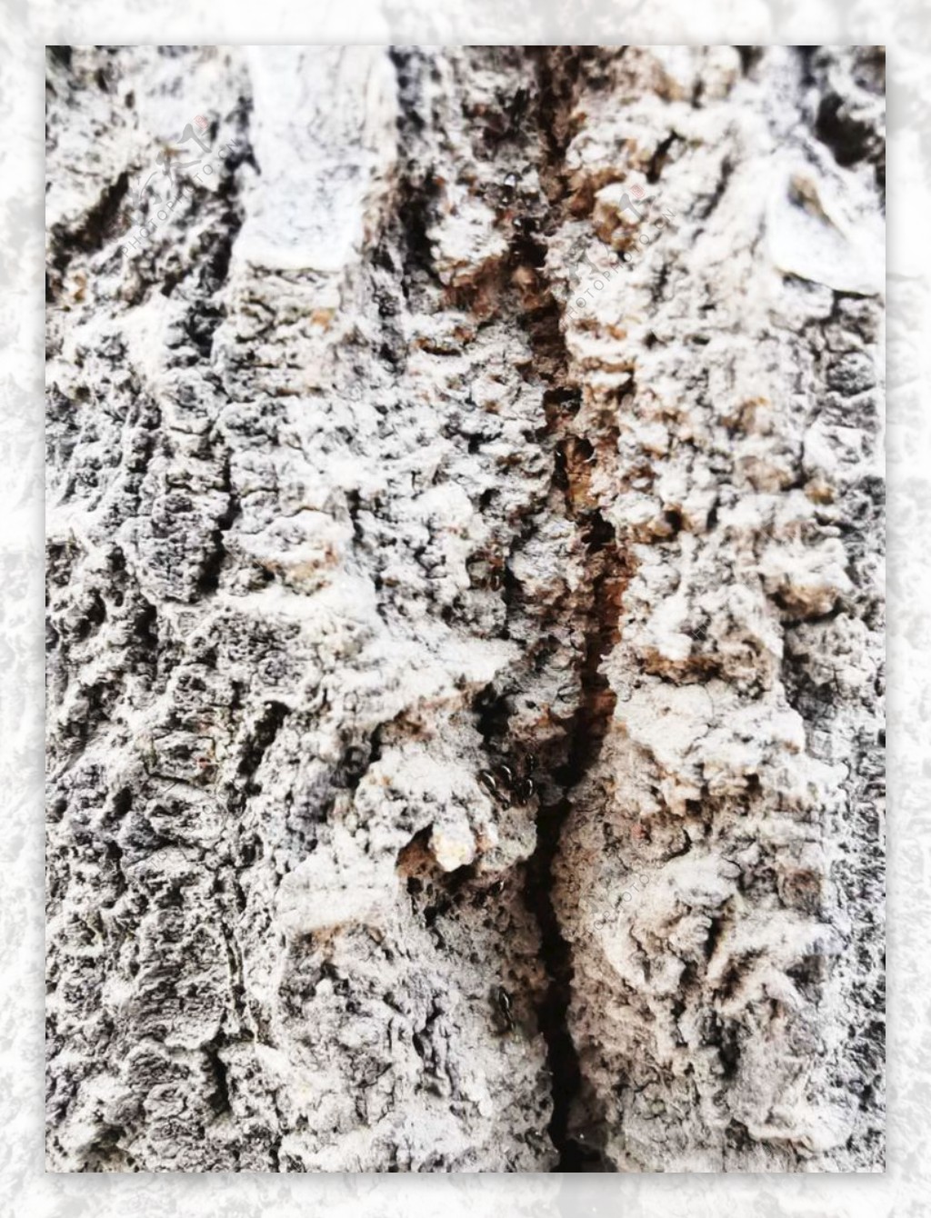 树皮缝中的蚂蚁